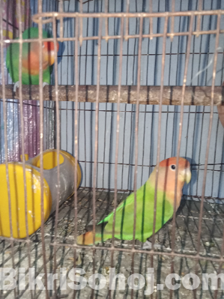 Lovebird running pair